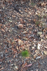 Poa meionectes