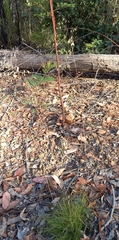 Poa meionectes