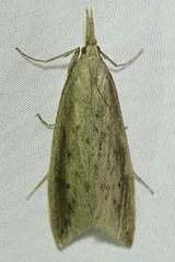 Donacaula