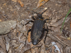 Acanthinodera cumingii