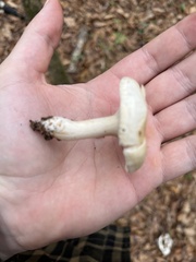 Hygrophorus unicolor