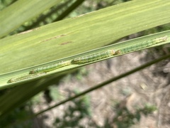 Epiphryne verriculata