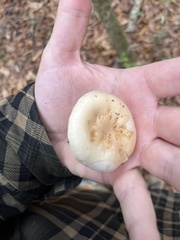 Hygrophorus unicolor