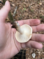 Hygrophorus unicolor