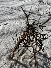 Thelesperma megapotamicum