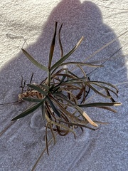 Thelesperma megapotamicum