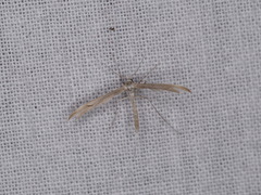 Platyptilia celidotus