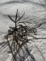 Thelesperma megapotamicum