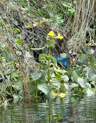 Erythranthe guttata
