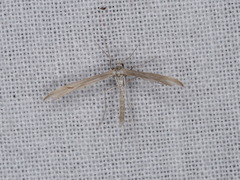 Platyptilia celidotus