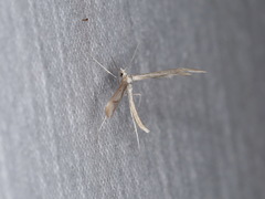 Platyptilia celidotus