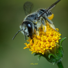 Pseudoanthidium repetitum