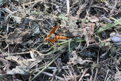 Polistes crinitus