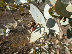 Eucalyptus gillii
