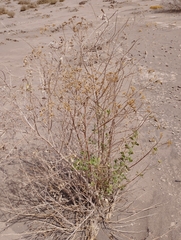 Tessaria absinthioides