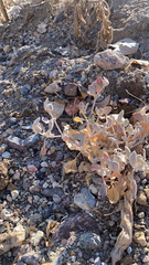 Tidestromia suffruticosa