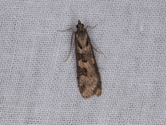 Nomophila corticalis