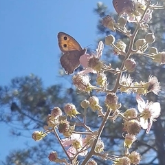 Hyponephele lycaon
