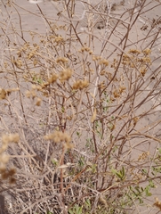 Tessaria absinthioides