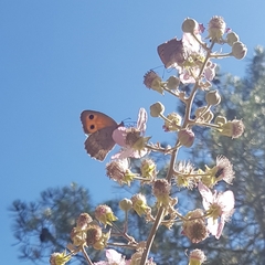 Hyponephele lycaon