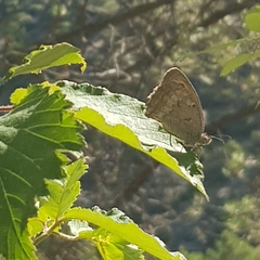Hyponephele lycaon