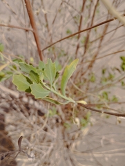 Tessaria absinthioides