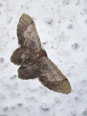 Idaea