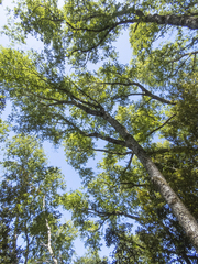 Nothofagus obliqua