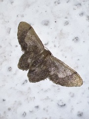 Idaea