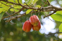 Blighia sapida