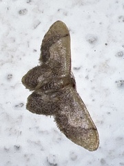 Idaea