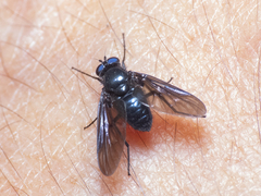 Dasyomma