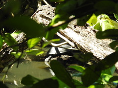 Rhinoclemmys funerea