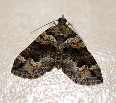 Crasilogia gressitti