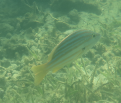 Lutjanus carponotatus