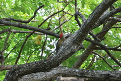 Melanerpes radiolatus