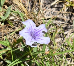 Ruellia erythropus