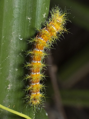 Ormiscodes amphimone