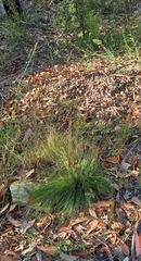 Poa meionectes