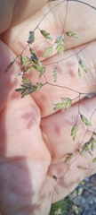 Poa meionectes