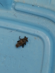 Hippoboscidae