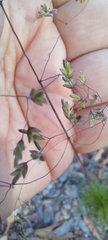 Poa meionectes