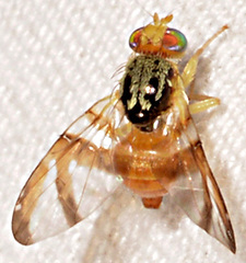 Procecidocharoides penelope