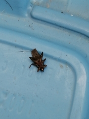 Hippoboscidae