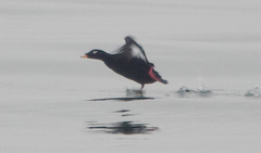 Melanitta stejnegeri