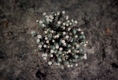 Argentipallium niveum