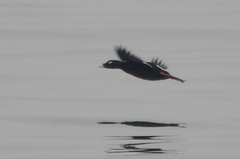 Melanitta stejnegeri