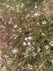 Xanthosia atkinsoniana