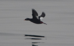 Melanitta stejnegeri