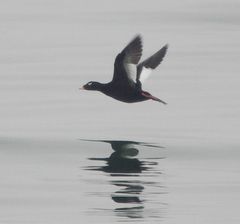 Melanitta stejnegeri